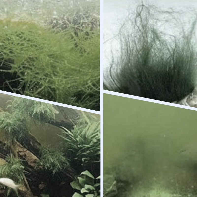 🔥Heißer Verkauf🔥Leistungsstarker Wasserklärer für Aquarien