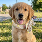 Summer Pet Cooling Collar Wrap