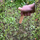 Garden Dibber Bulb Planter with Wooden Handle